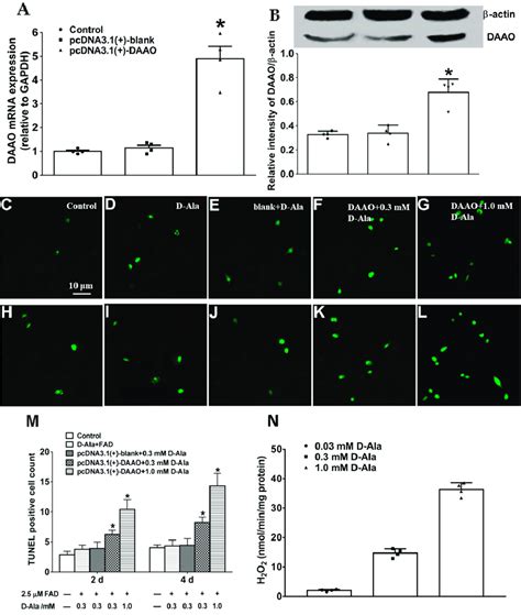 DAAO overexpression promotes hippocampal neuronal death. (A,B ...