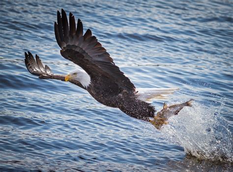 Gray eagle, animals, eagle, fish, birds HD wallpaper | Wallpaper Flare