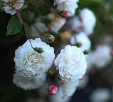 10 Rambling Roses To Grow - SONG OF ROSES