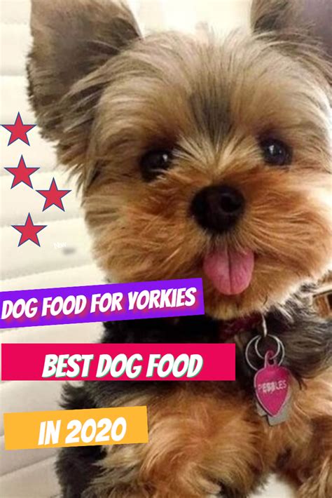 Best Dog Food For Yorkies in 2020. | Best dog food, Yorkie, Dog food recipes