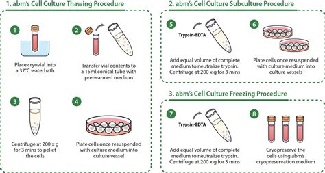 Animal Cell Culture Protocol Pdf : Cell isolation and culture / To aid visualization of the ...