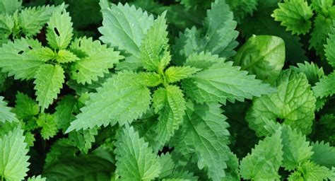 A New Leaf: 5 Medicinal Plants With Beneficial Properties - In NewsWeekly