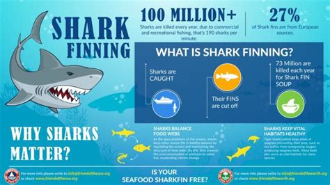 Save The Sharks Campaign | Possible Solutions to Save Sharks - FOS