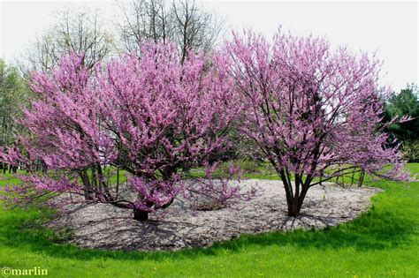 Eastern Redbud - North American Insects & Spiders