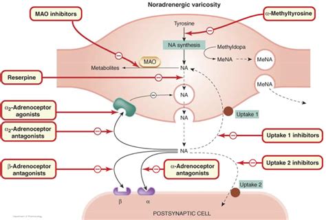 Neurotransmitter production, release and reuptake | Autonomic nervous ...