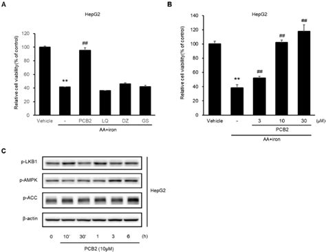 Effects of Procyanidin B2, a representative component of SC. (A) HepG2 ...