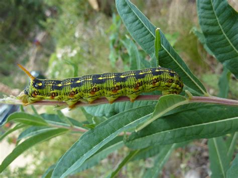 Colorado Mountain Gardener: Hummingbird Moth and Larvae by Irene Shonle