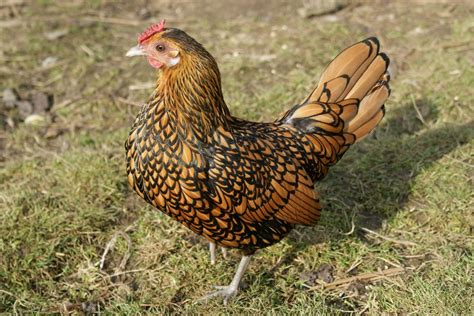 Beautiful Sebright Chicken - Meet Weasley