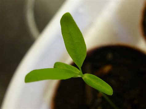 Growing and preserving coca seeds – Erythroxylum