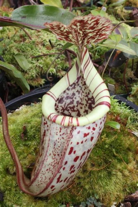 300+ Best Flesh eating plants images in 2020 | plants, carnivorous ...