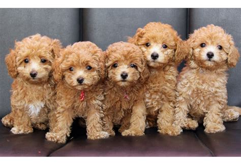 Picture of Five Cute Labradoodle Puppies | Dog Photography