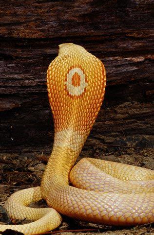 albino-monocled-cobra-big | King cobra snake, Cobra snake, Snake