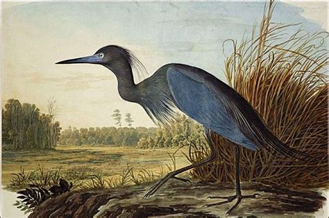 John James Audubon at American Art Gallery