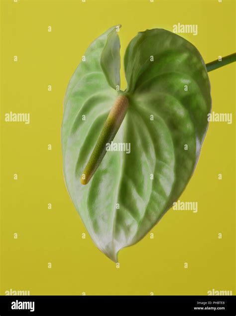 green anthurium flower isolated Stock Photo - Alamy