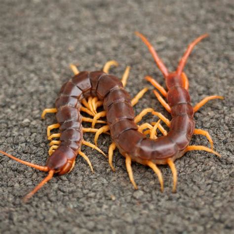 Centipedes Millipedes Types Of Ants, Types Of Insects, Bugs And Insects ...