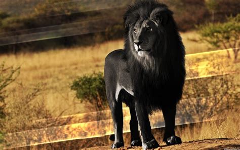 Rare-Black-Lion-03.jpg (2560×1600) | Great animals | Pinterest ...