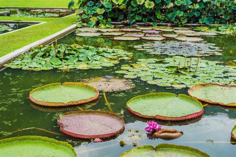 Flower of the Victoria Amazonica, or Victoria Regia, the Largest Aquatic Plant in the World in ...