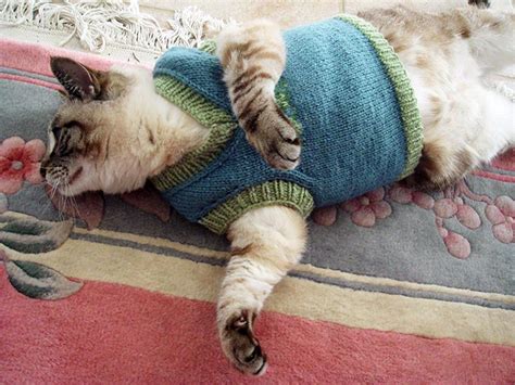 Cats Wearing Sweaters