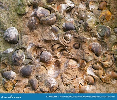 Group of Late Crustacean Fossils of Bivalves from North of Czech Republic Stock Photo - Image of ...