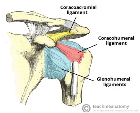 Anatomy of shoulder joint | Shoulder joint anatomy, Shoulder joint, Acromioclavicular joint