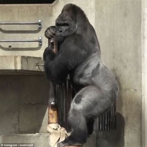 Gorilla Shabani who was raised in Australia has found fame in Japan | Daily Mail Online