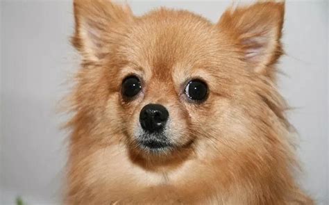 All About Pomeranian Chihuahua Mix (Pomchi) – Behavior, Training, Puppy ...