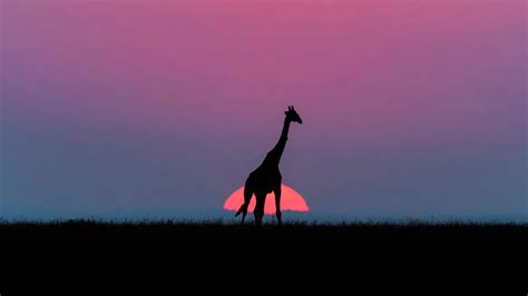 Giraffes at sunset