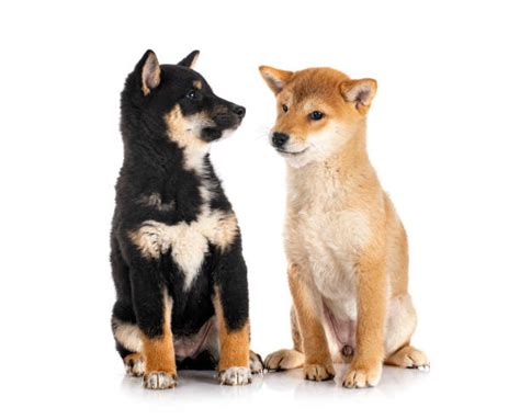 140+ Shiba Inu Black And Tan Stock Photos, Pictures & Royalty-Free Images - iStock