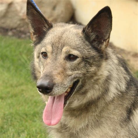 Dog for adoption - Max, a Norwegian Elkhound & Keeshond Mix in Eaton ...