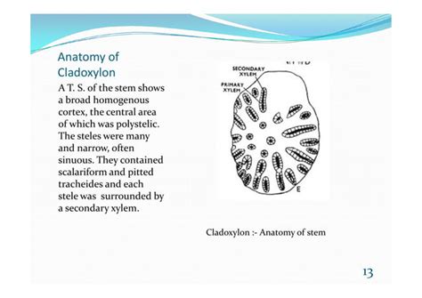 Fossils PTERIDOPHYTES | PPT | Free Download