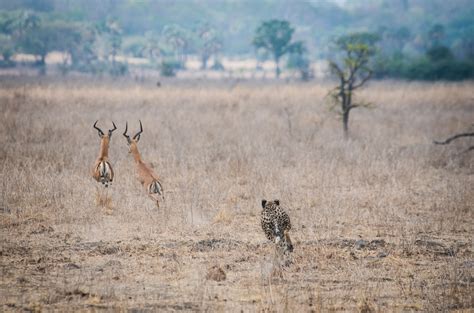 Reflecting on Malawi’s Wildlife Conservation in 2019 | Malawi Tourism