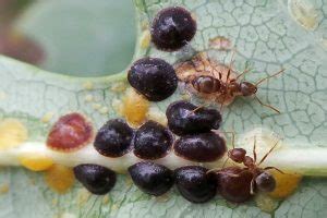 Scale Insects – Wisconsin Horticulture