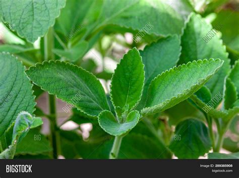 Boldo: Green Plant Image & Photo (Free Trial) | Bigstock