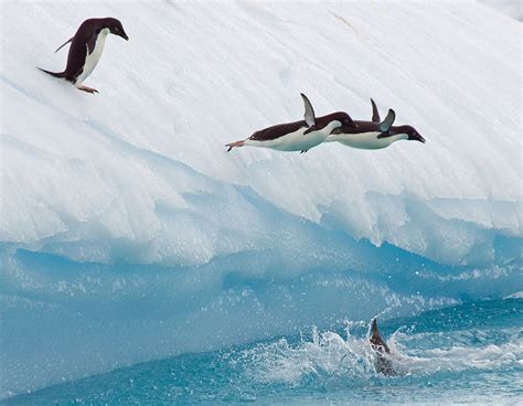 Adelie penguins diving off an iceberg by Tanya Piejus on 500px