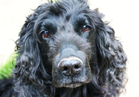 Cocker Spaniel Obedience Training 1-2-1 Home Visits in South Yorkshire