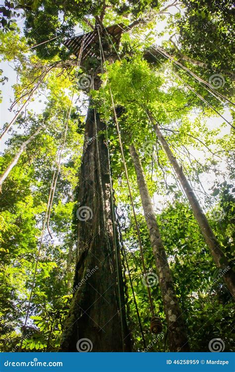 Canopy Ropes at Amazon Jungle Stock Image - Image of motion, jungle: 46258959