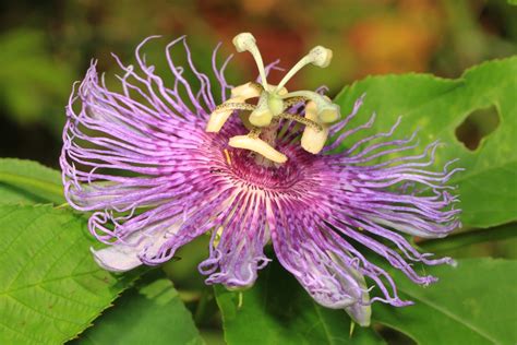 Passiflora incarnata (Apricot Vine, Maypop, Passionflower, Passion Flower, Passion Vine) | North ...