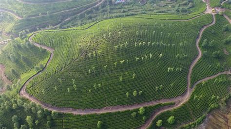 Aerial View of Tea Plantation, Stock Footage Video (100% Royalty-free ...