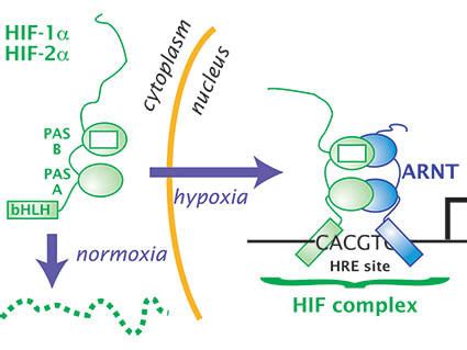 Targeted Therapy–Immunotherapy Combination for Kidney Cancer - National Cancer Institute