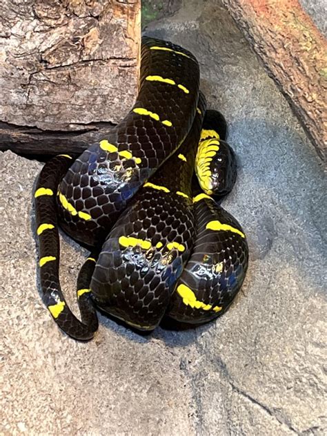 Beautiful mangrove snake at Snake Discovery yesterday. : r/snakes