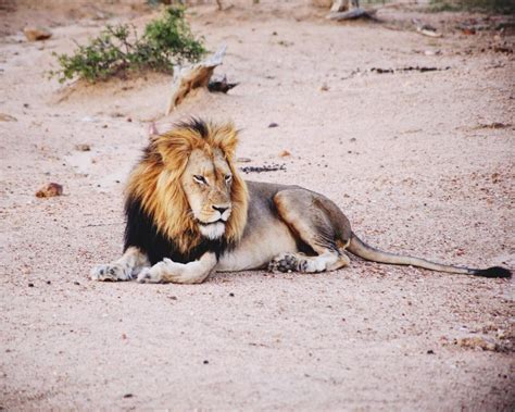 Seeing The Big 5 On Safari In Kruger National Park, South Africa - Hand ...