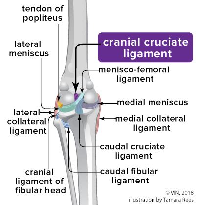 Ruptured Cranial Cruciate Ligaments in Dogs - Veterinary Partner - VIN