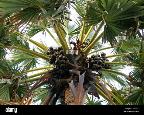 Toddy Palm Fruit Tree | Fruit Trees