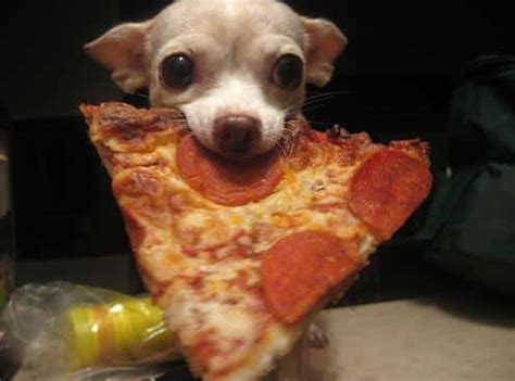 Dogs Eating Pizza