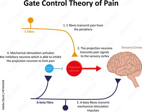 Gate Control Theory of Pain Stock Illustration | Adobe Stock