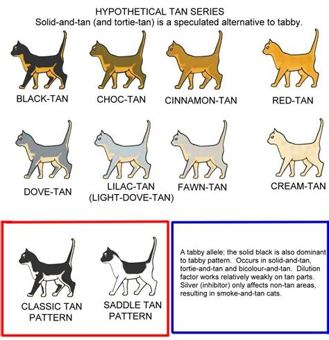 COLOUR AND PATTERN CHARTS This gene has not yet been seen in cats, but ...