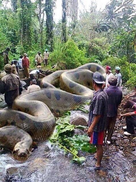 World's Biggest Snake Anaconda Found in Africa's Amazon River