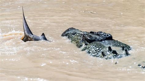 Shark Eating Crocodile