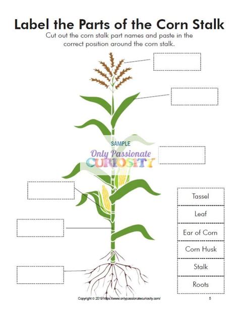 All About Corn : Life Cycle Unit Study | Apple tree life cycle, Plant life cycle, Life cycles