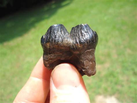 Affordable Juvenile Mastodon Tooth | Proboscidea | FOSSILS ...